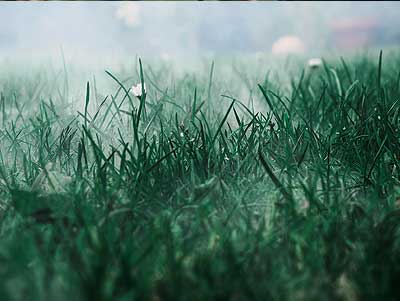 Why Crabgrass Keeps Coming Back—and How Proscape Can Help