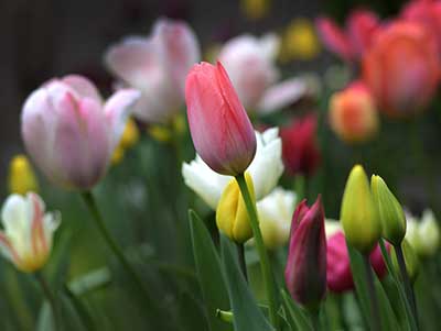 Spring Landscaping